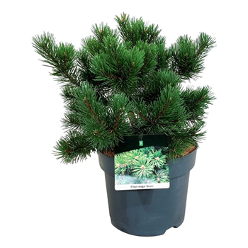 Bor(Pinus) mugo 'Gnom' F00004397