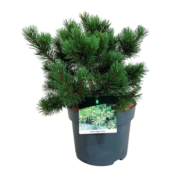 Bor(Pinus) mugo 'Gnom' F00004397