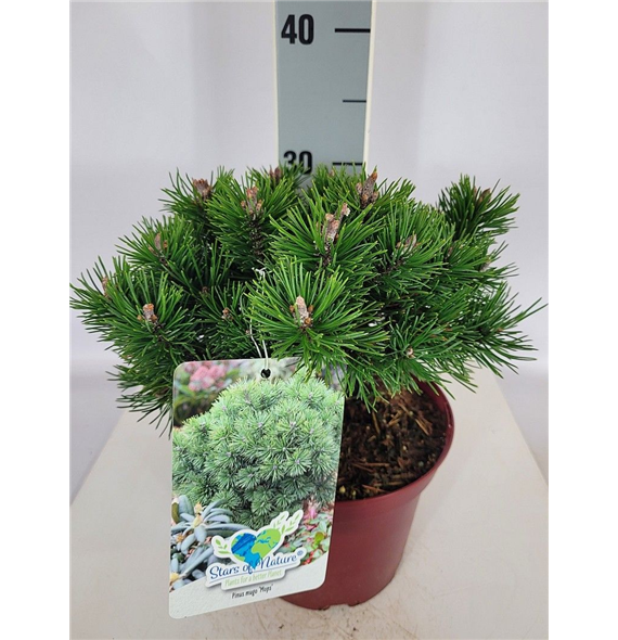Bor(Pinus) mugo 'Mops' F00009575