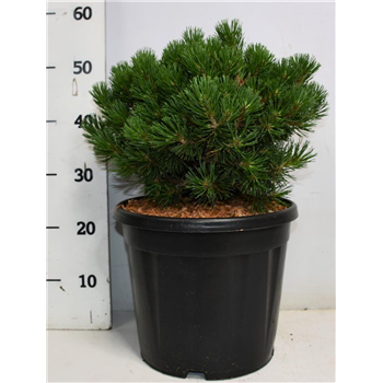 Bor(Pinus) mugo 'Mops' F00005917