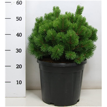 Bor(Pinus) mugo 'Mops' F00009032