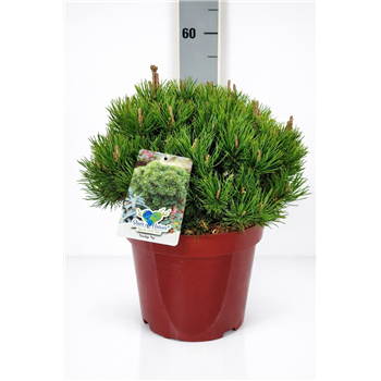 Bor(Pinus) mugo 'Mops' F00009598