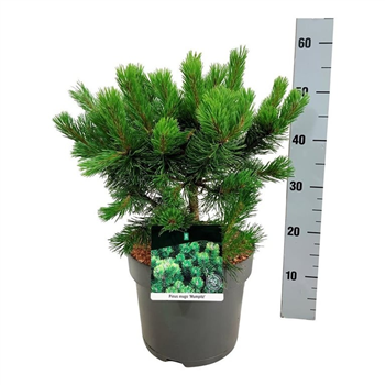 Bor(Pinus) mugo 'Mumpitz' F00009006
