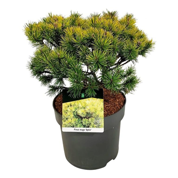 Bor(Pinus) mugo 'Ophir' F00009009