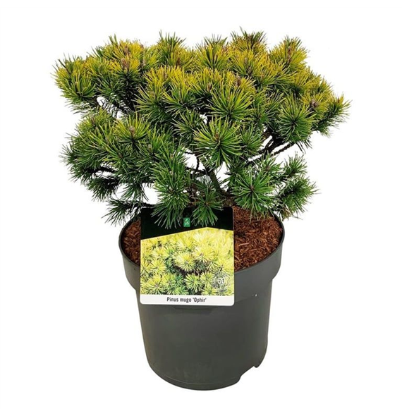 Bor(Pinus) mugo 'Ophir' F00009477