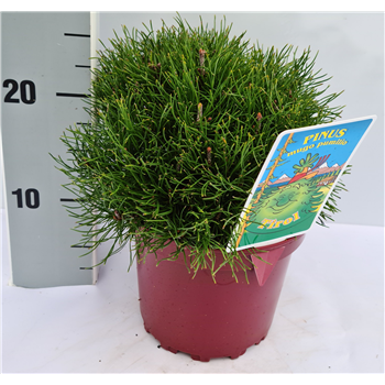 Bor(Pinus) mugo 'Pumilio' F00009586