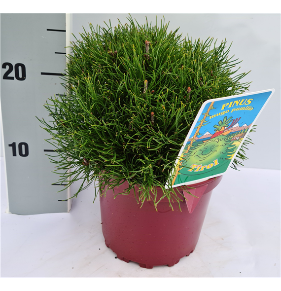 Bor(Pinus) mugo 'Pumilio' F00009586