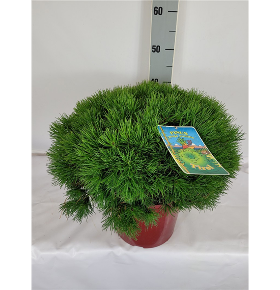 Bor(Pinus) mugo 'Pumilio' F00009599
