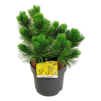Bor(Pinus) mugo 'Winter Gold' F00009479