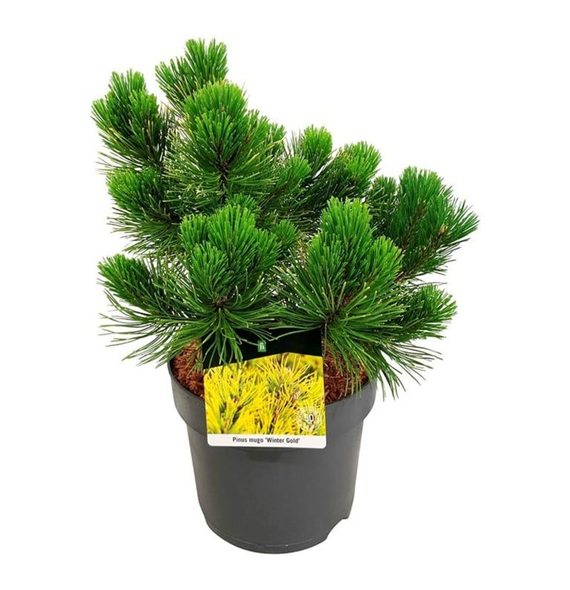 Bor(Pinus) mugo 'Winter Gold' F00009479