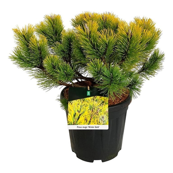 Bor(Pinus) mugo 'Winter Gold' F00009008