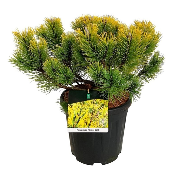 Bor(Pinus) mugo 'Winter Gold' F00009008