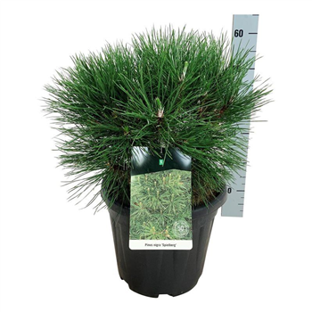 Bor(Pinus) nigra F00008951