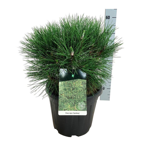 Bor(Pinus) nigra F00008951