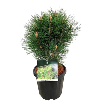 Bor(Pinus) nigra F00008948