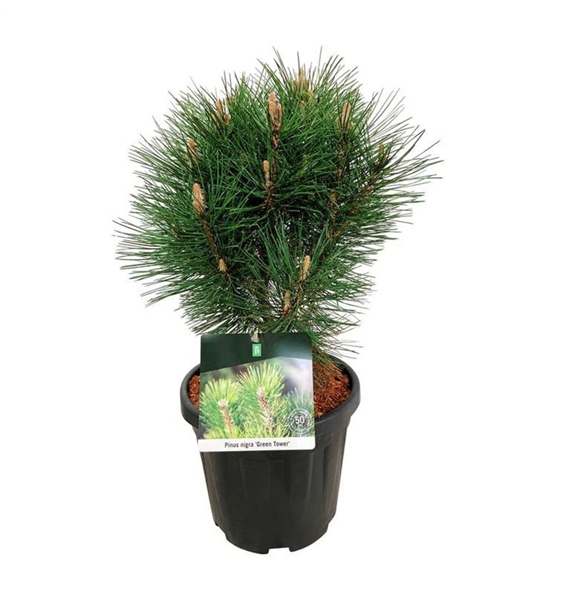 Bor(Pinus) nigra F00008948
