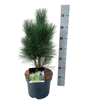 Bor(Pinus) nigra 'Green Tower' F00009003
