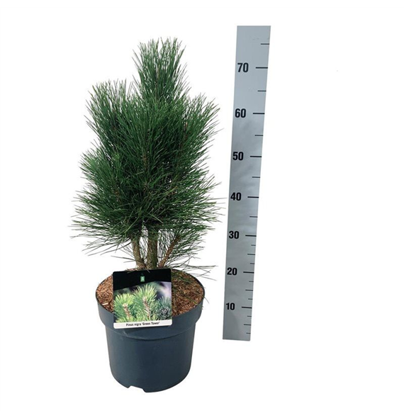 Bor(Pinus) nigra 'Green Tower' F00009003