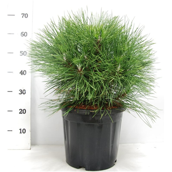 Bor(Pinus) nigra 'Spielberg' F00009052
