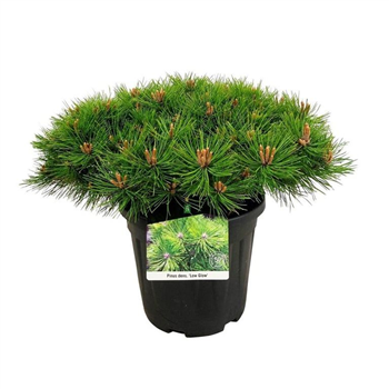 Bor(Pinus) overig F00008949