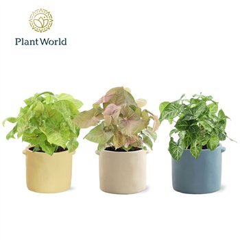 Syngonium mix 14 cm in pot Charlotte other pp 30cm 14cm Q5151