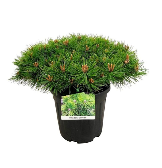 Bor(Pinus) overig F00008949