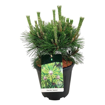 Bor(Pinus) overig F00008950