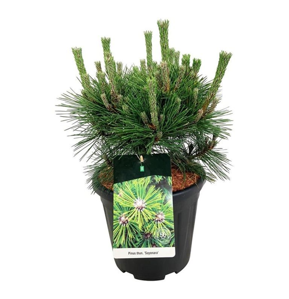 Bor(Pinus) overig F00008950