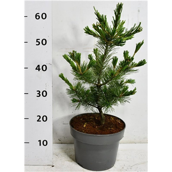Bor(Pinus) parviflora 'Negishi' F00009028