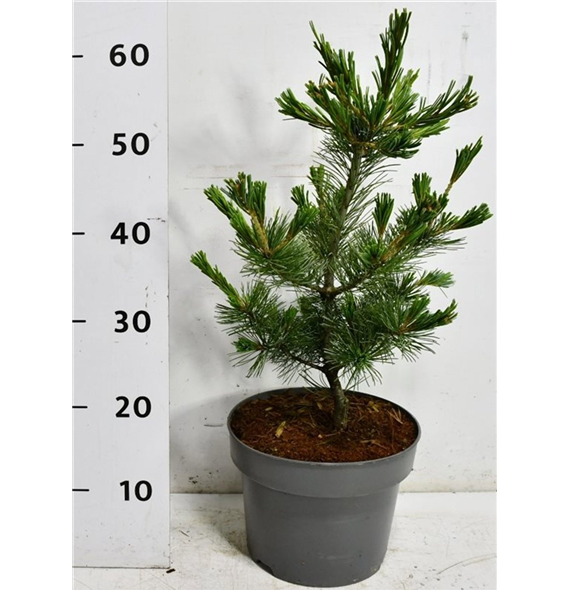 Bor(Pinus) parviflora 'Negishi' F00009028
