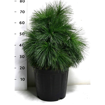 Bor(Pinus) schwerinii 'Wiethorst' F00009049