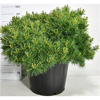 Bor(Pinus) strobus 'Bergmans Mini' F00009063
