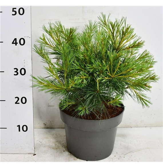Bor(Pinus) strobus 'Blue Shag' F00009019