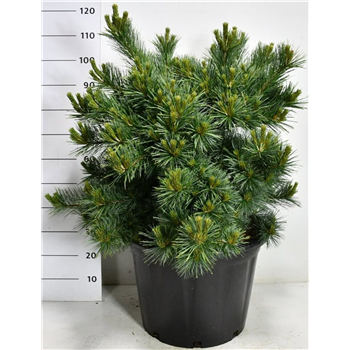Bor(Pinus) strobus 'Blue Shag' F00009062