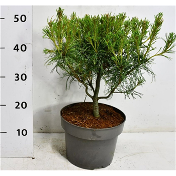 Bor(Pinus) strobus 'Green Twist' F00009048