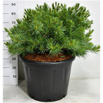 Bor(Pinus) strobus 'Macopin' F00009064