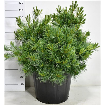Bor(Pinus) strobus 'Secrest' F00009061