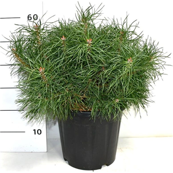 Bor(Pinus) sylvestris 'Blue Pearl' F00006053