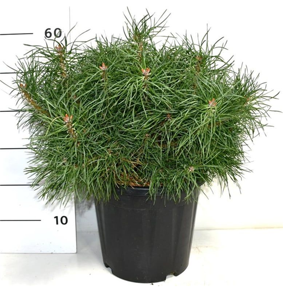 Bor(Pinus) sylvestris 'Blue Pearl' F00006053