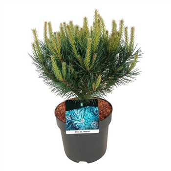 Bor(Pinus) sylvestris 'Watereri' F00009478