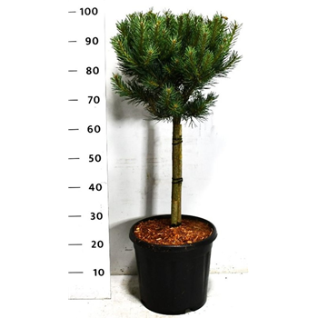 Bor(Pinus) sylvestris 'Watereri' F00009020