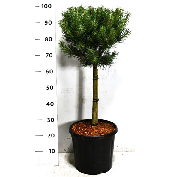 Bor(Pinus) sylvestris 'Watereri' F00009020