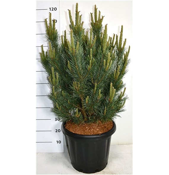 Bor(Pinus) sylvestris 'Watereri' F00006341