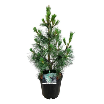 Bor(Pinus) thunbergii 'Ammerland' F00009014