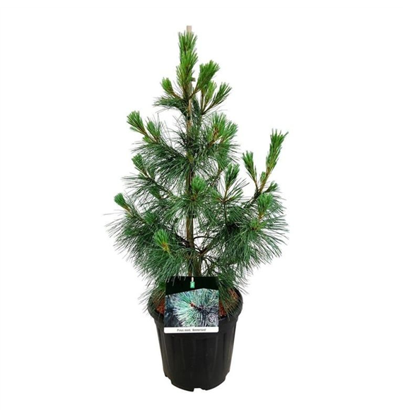 Bor(Pinus) thunbergii 'Ammerland' F00009014