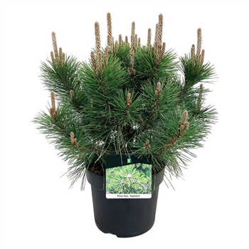 Bor(Pinus) thunbergii 'Sayonara' F00009010