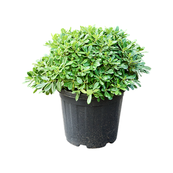 Pittosporum tobira 'Nana' (55-65) 5PITNBU09