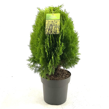 Platycladus orientalis 'Aurea Nana' F00009346
