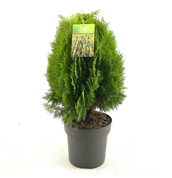 Platycladus orientalis 'Aurea Nana' F00009346