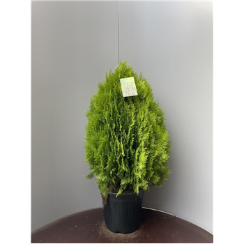 Platycladus orientalis 'Aurea Nana' F00009283